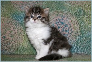 Female Siberian Kitten from Deedlebug Siberians